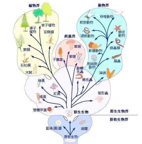生物分类学中的界、门、纲、目、科、属、种——以蔷薇科为例