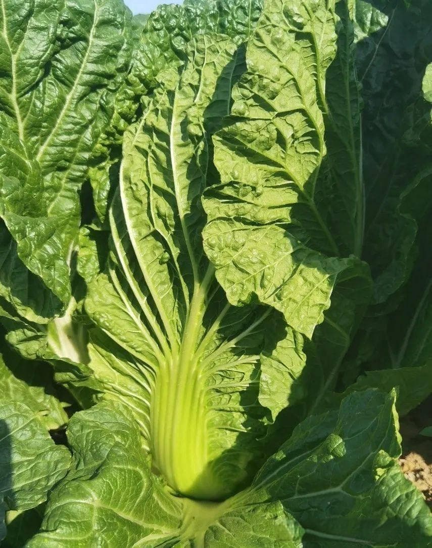 白菜软腐病识别及防治