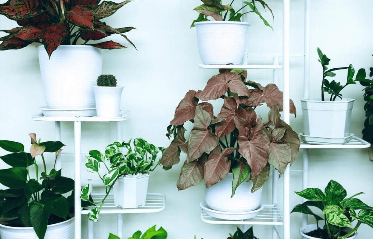 玄关放什么绿植最好？11种植物推荐及养护指南