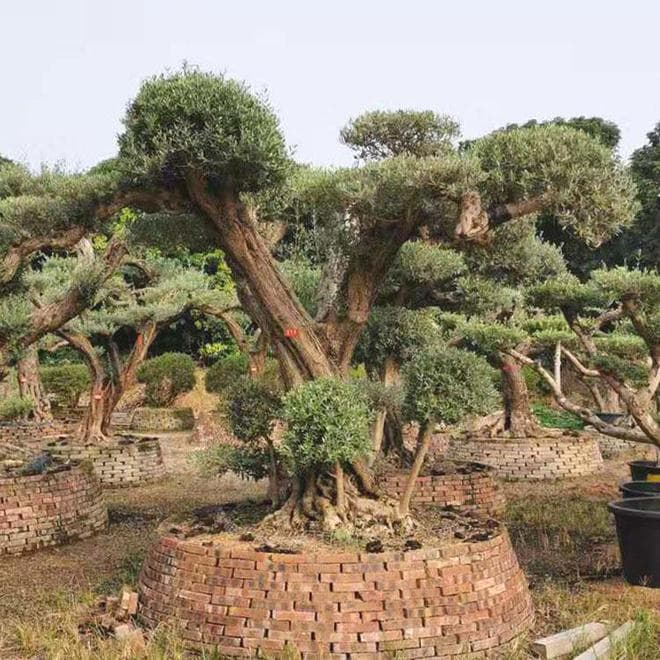 油橄榄树适合在哪里种