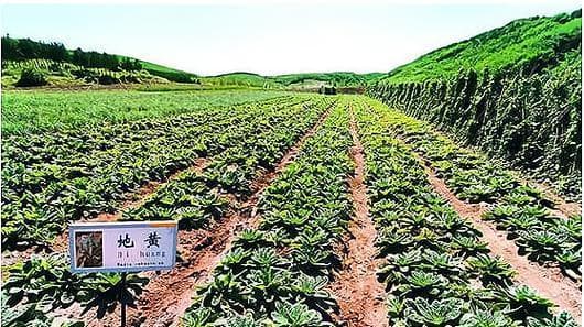 决明子种植的最佳时间和方法（选择适合的季节和正确的方式，轻松种植高质量的决明子）
