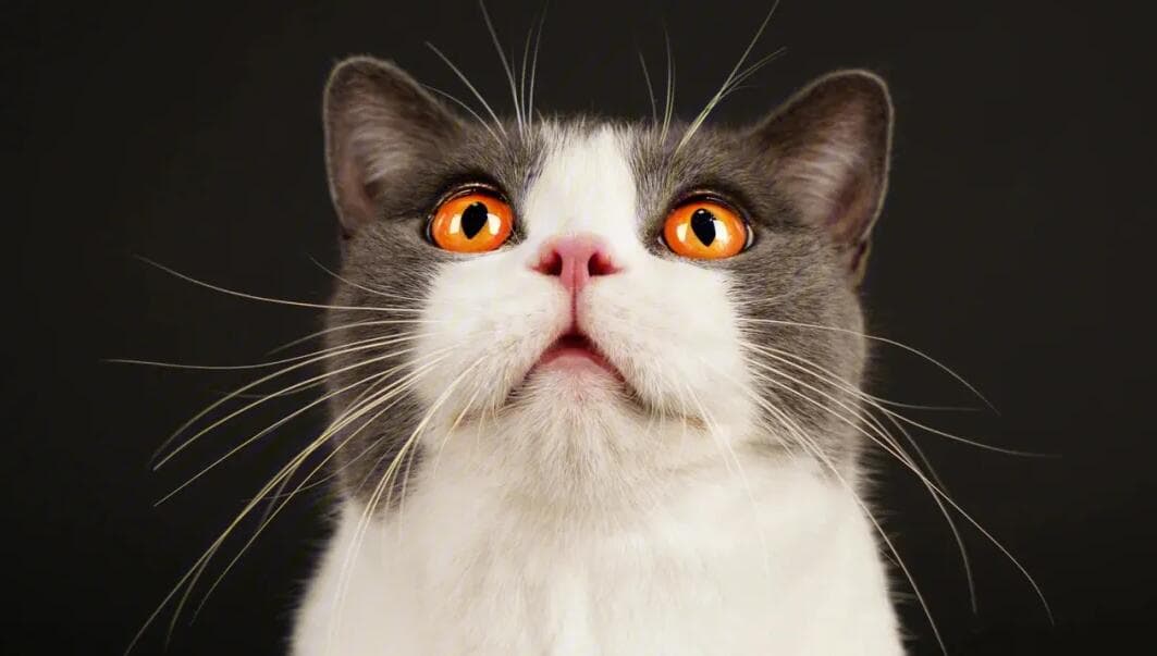 猫咪的味觉可以分辨出哪些味道？