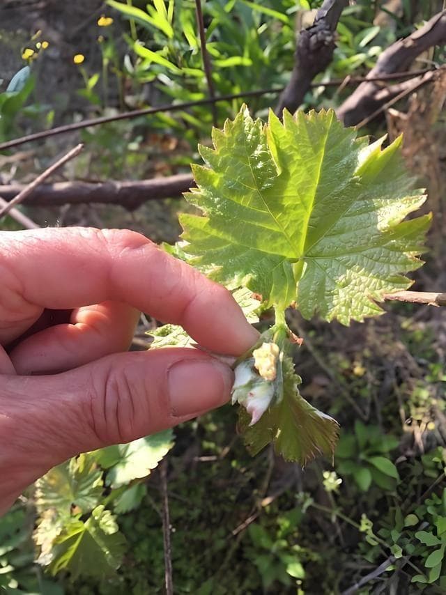 葡萄树什么时候发芽？发芽后多久能结果？需要怎样的种植条件？