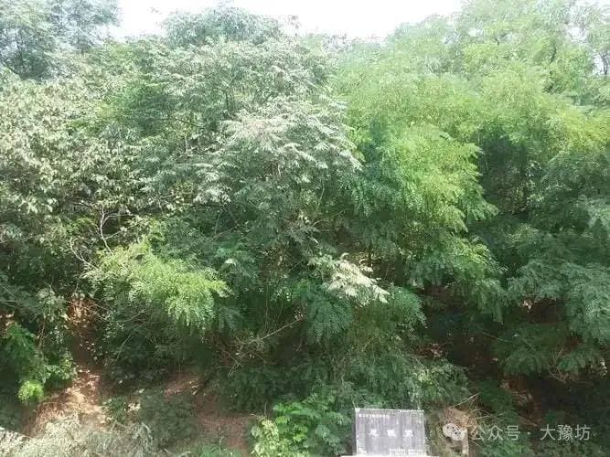 曹植与淮阳的历史文化关联
