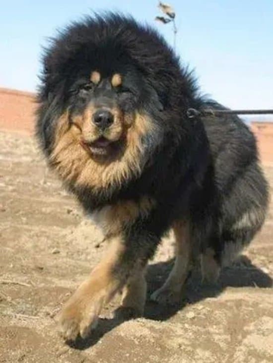 为什么狼群不攻击有牧羊犬的羊群？真打不过狗？