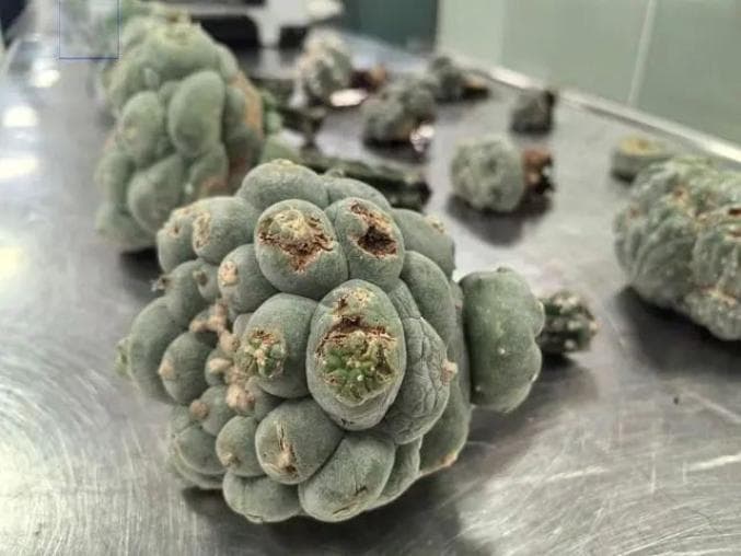 小心了！这种多肉植物含有致幻物，吸食后会致自残、自杀......
