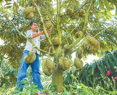 主打“树上熟” 种植更智慧 国产榴莲的“科技范儿”
