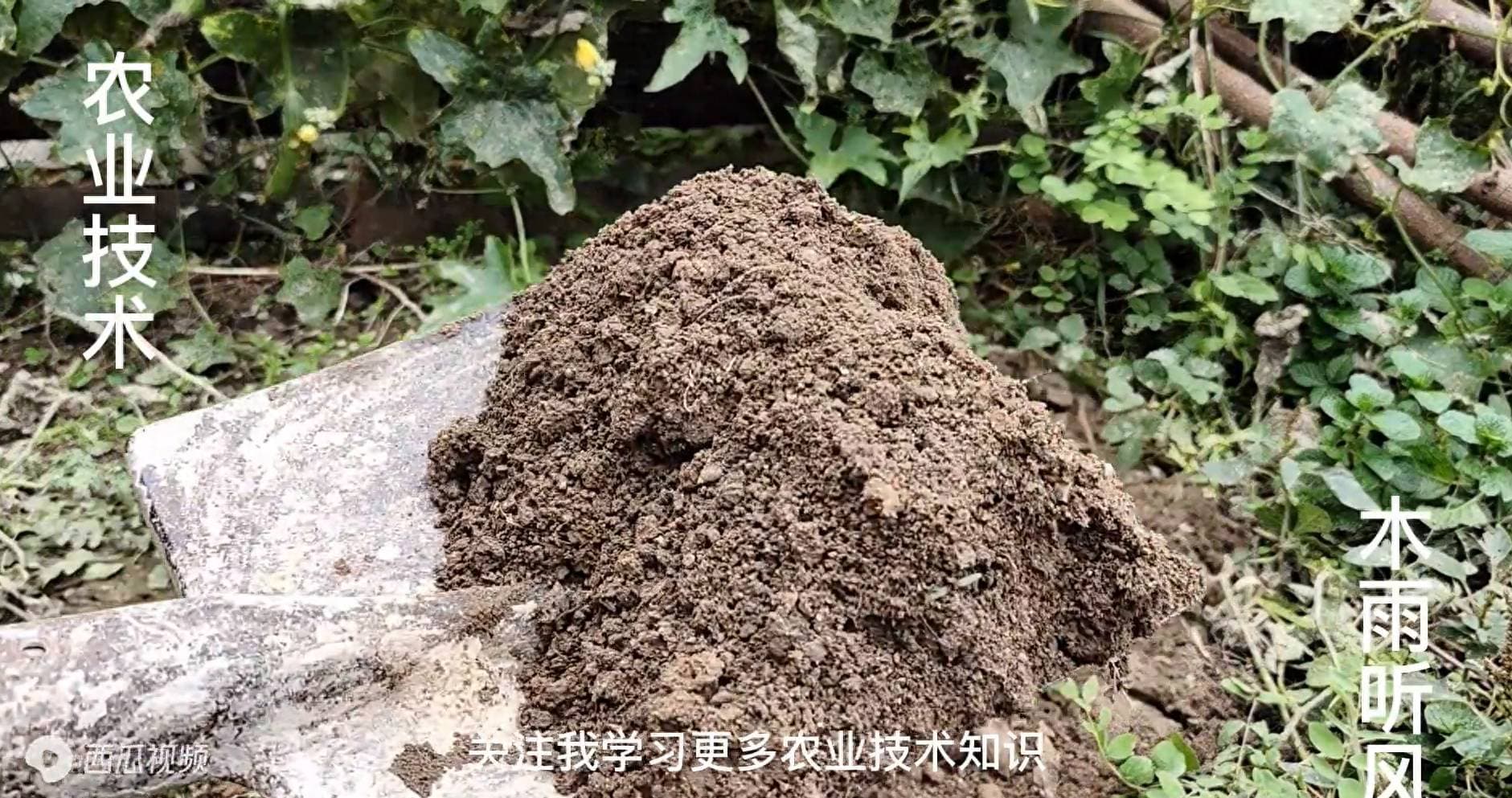 自制营养土完全指南：轻松提升苗圃成活率70%