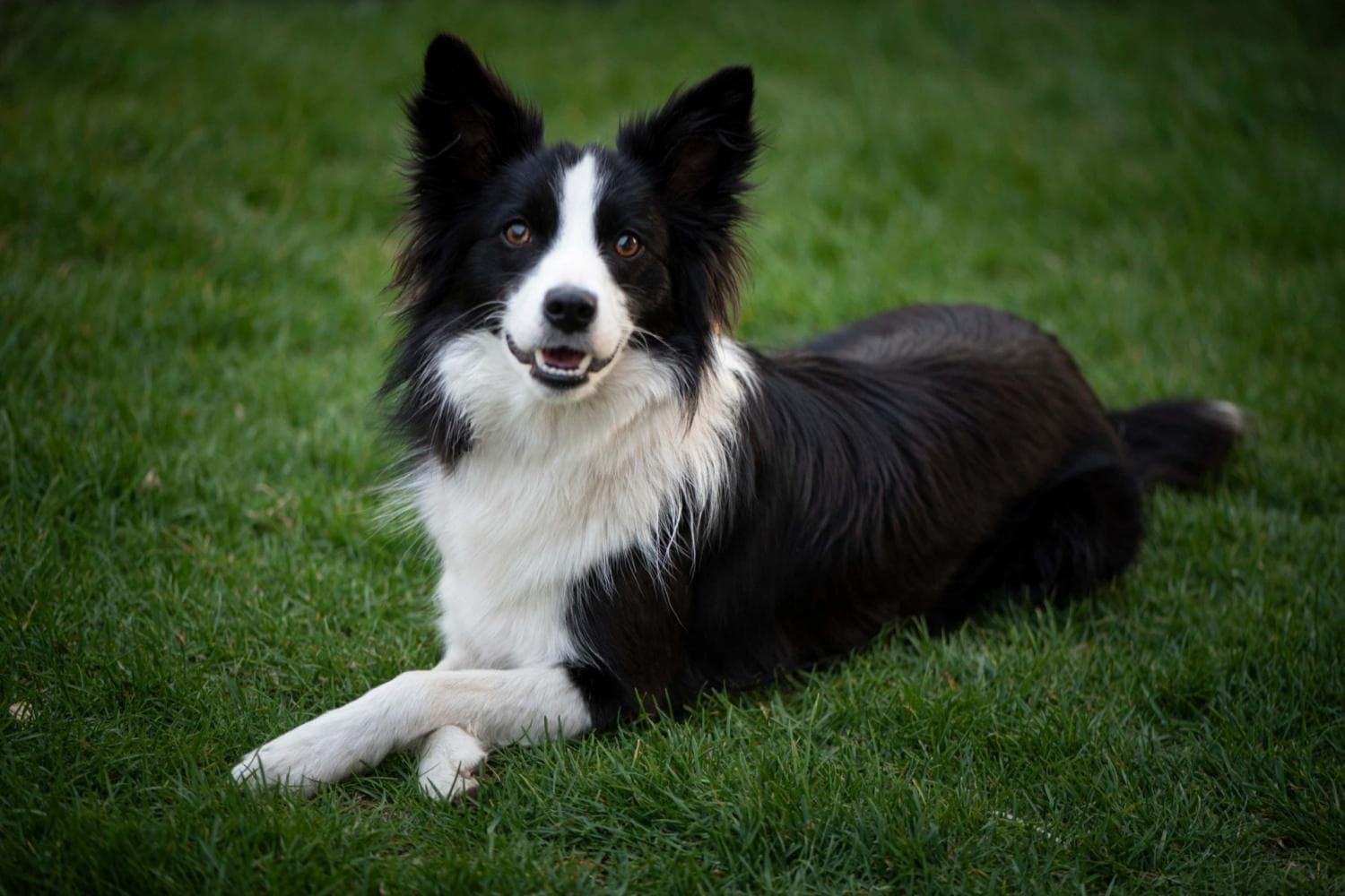 牧羊犬为何如此忠诚