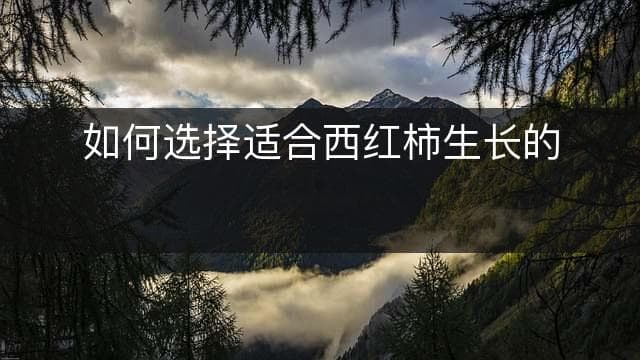 如何选择适合西红柿生长的土壤？