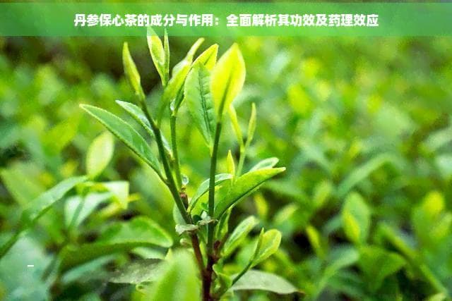 丹参保心茶的成分与作用：全面解析其功效及药理效应