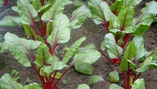 甜菜种植指南：从选址到收获的全过程详解