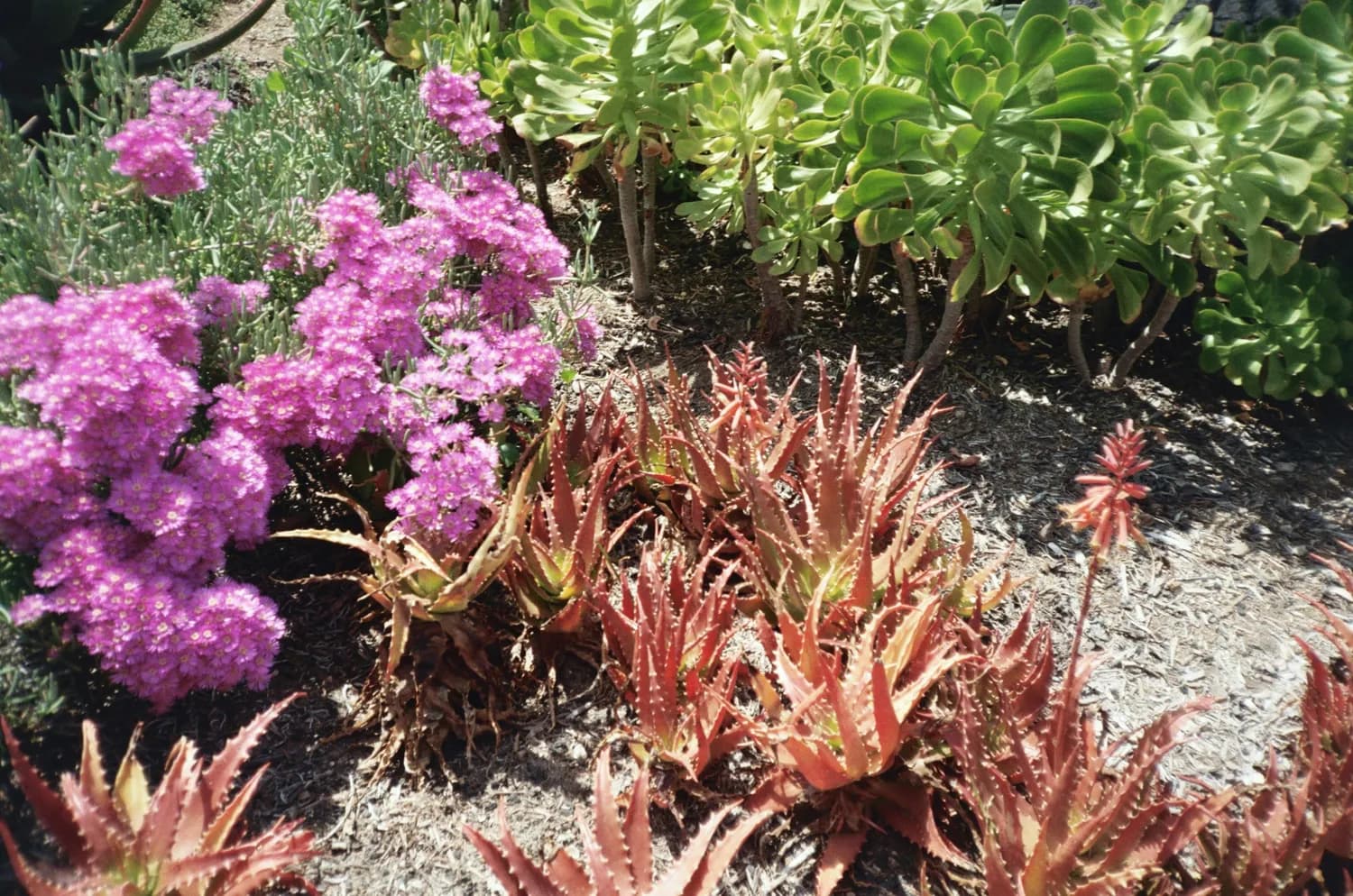 红景天种植指南：从选种到采收的全程技术要点