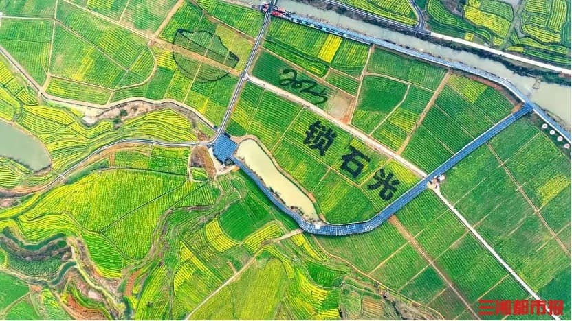 “追花游”火热！清明假期出游预订超去年，赏花、踏青、露营是热门
