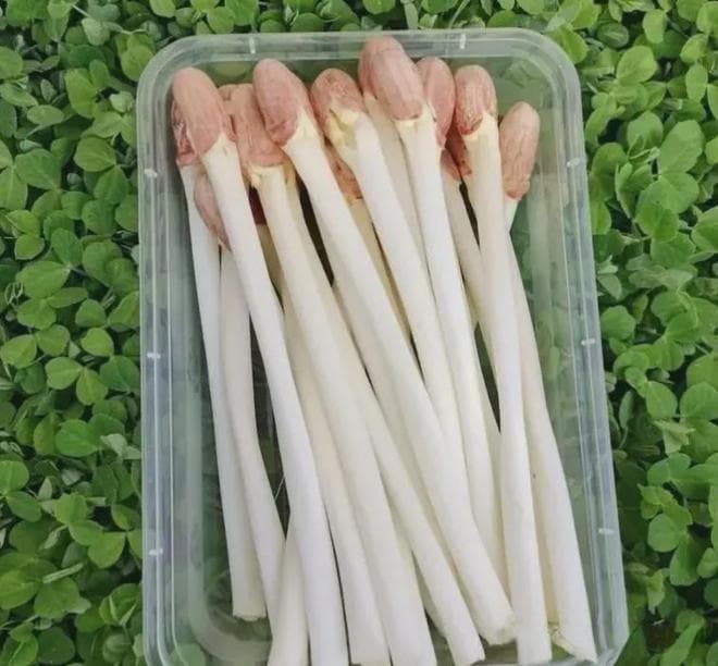 花生芽能吃吗？花生芽的毒性有多强？