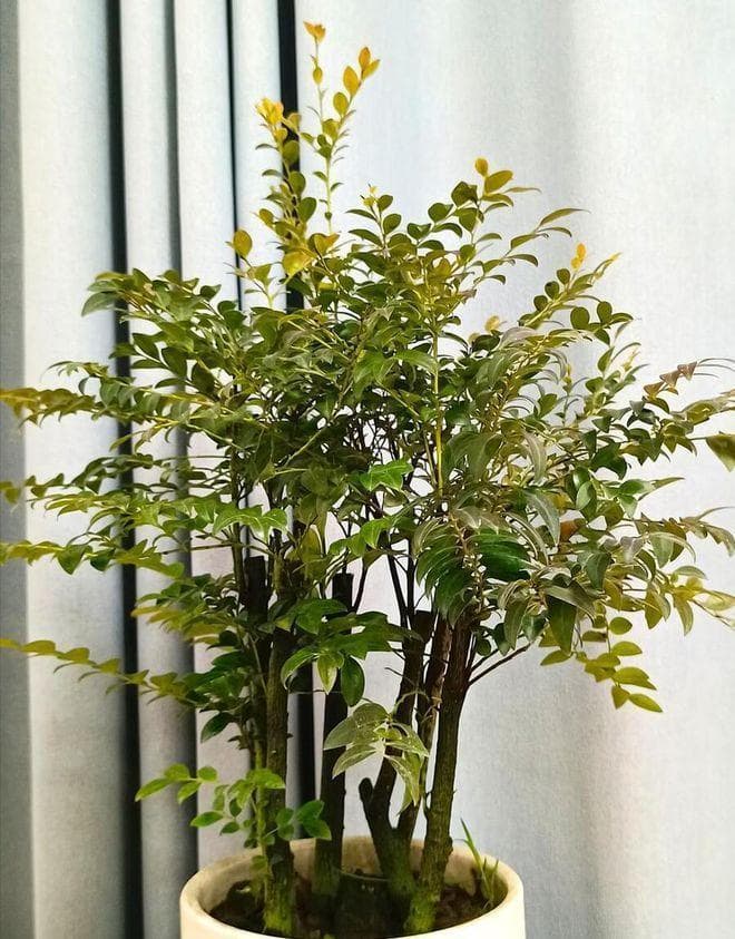 小叶赤楠喜阴还是喜阳？养护要点全解析