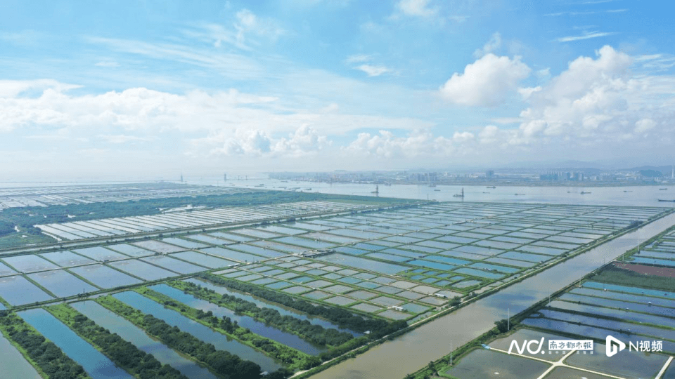 “蟹中茅台”将有质量分级！南沙渔业探索种苗、养殖双升级