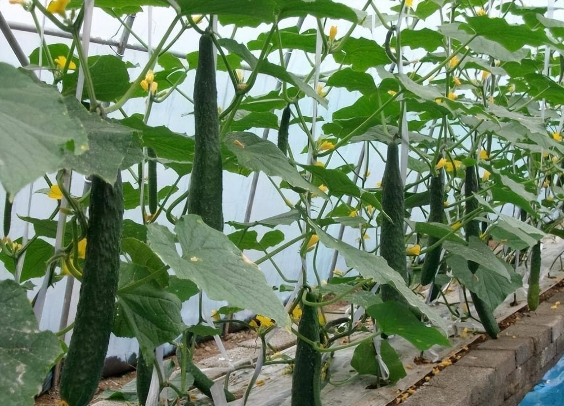 大棚黄瓜靶斑病防治指南：症状识别与科学用药