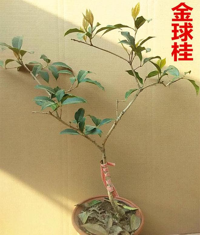金桂最建议买的三个品种