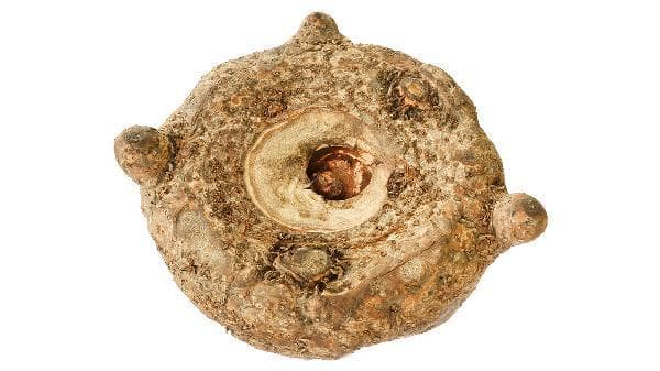 魔芋减肥全攻略：食用方法和注意事项