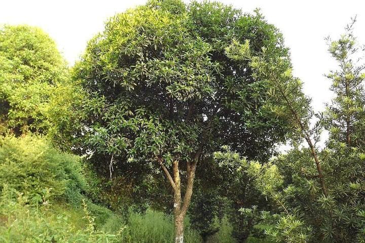 桂花树苗圃中如何挑选好的树苗？