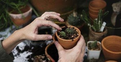 芦荟种植（打造芦荟生长的理想土壤，让收获更加丰硕）