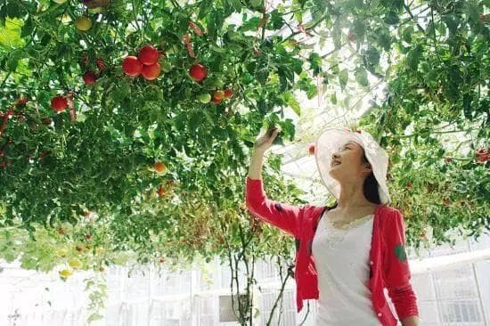 番茄种植技术详解：5大环节确保高产优质