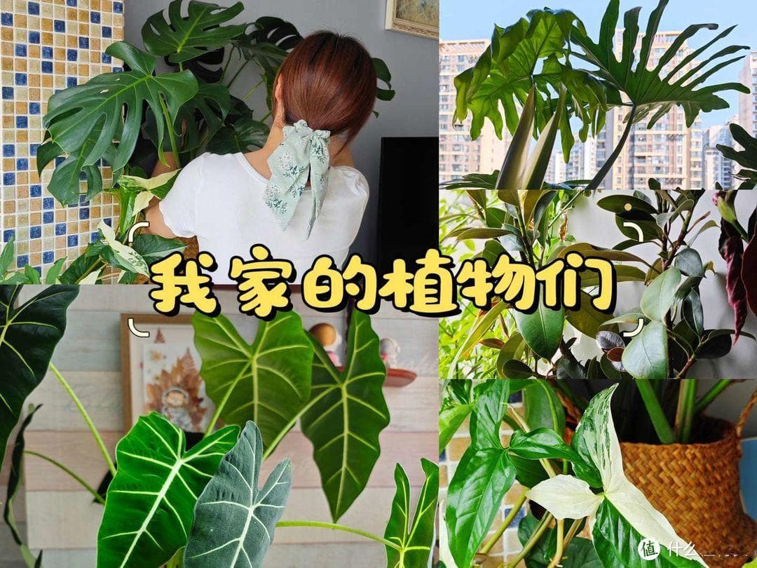 有哪些可以“提升宅家幸福感”的客厅植物