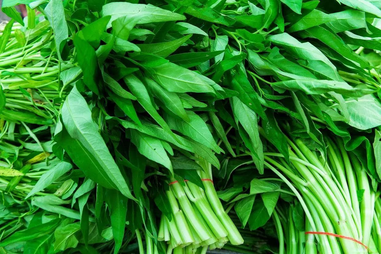 空心菜怎样种植，才是最快的方法，要注意什么？