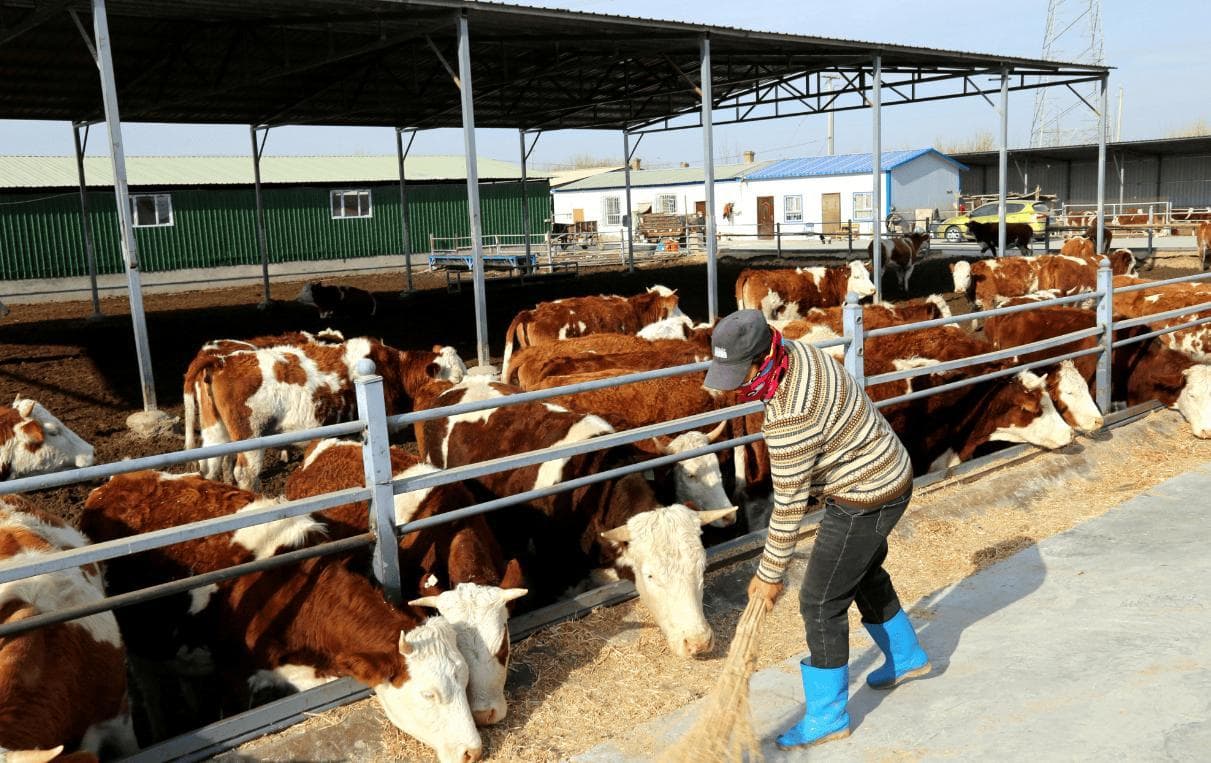 肉牛养殖技术和方法，肉牛养殖多久出栏？