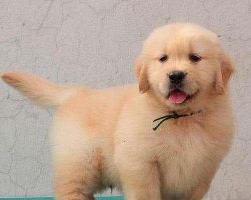 养金毛犬的全面指南（从喂养到训练，让你的金毛犬健康快乐成长）