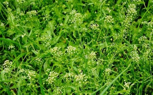 荠菜：一种常见野菜的植物学特征、药用价值和营养价值
