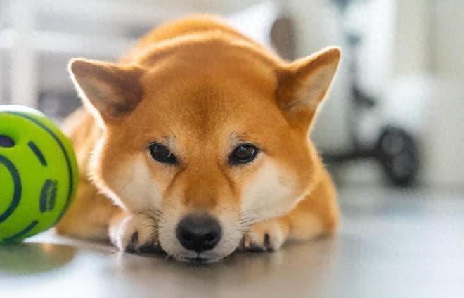 被狗咬了,没出血，要打疫苗吗？关于“狂犬病”的七个谣言和误区