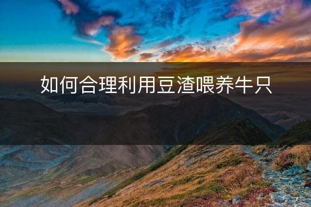 如何合理利用豆渣喂养牛只？
