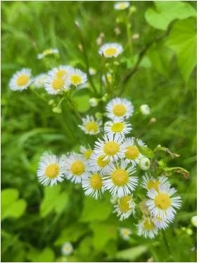 芭蕉心可以食用吗？如何制作芭蕉心美食？
