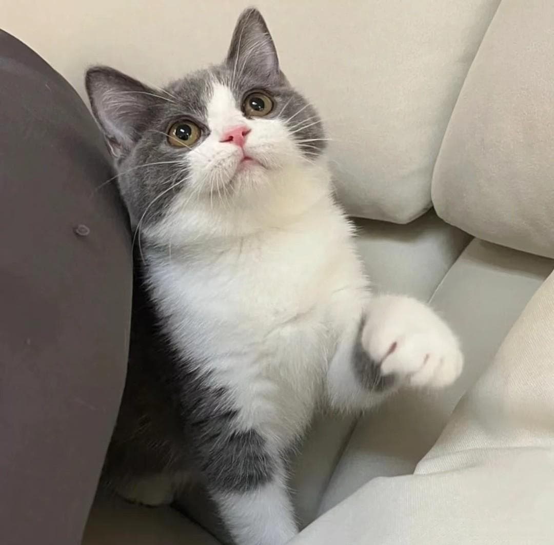 为什么说英短猫是最适合新手养的品种？