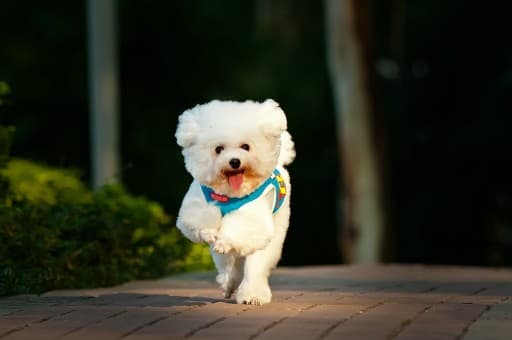 约克夏幼犬毛色变化与饲养指南