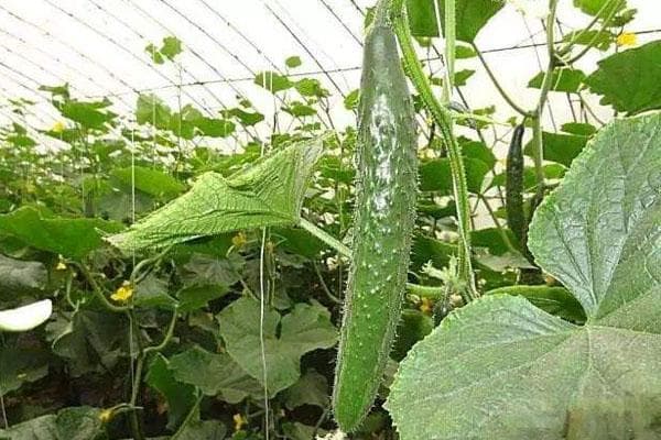 黄瓜重茬种植可以吗？这些种植要点请收好