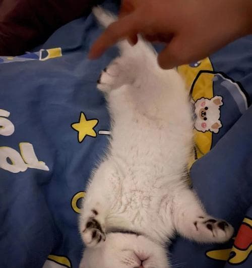 刚出生的小猫如何区分性别和品种？