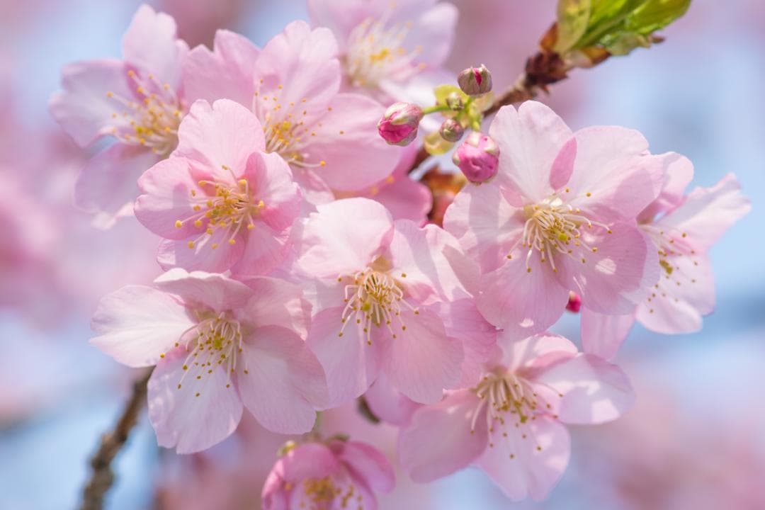 鼋头渚樱花季全攻略：花期预报、交通指南及最新动态