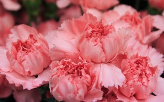 三八女神节订花送花送什么花好？