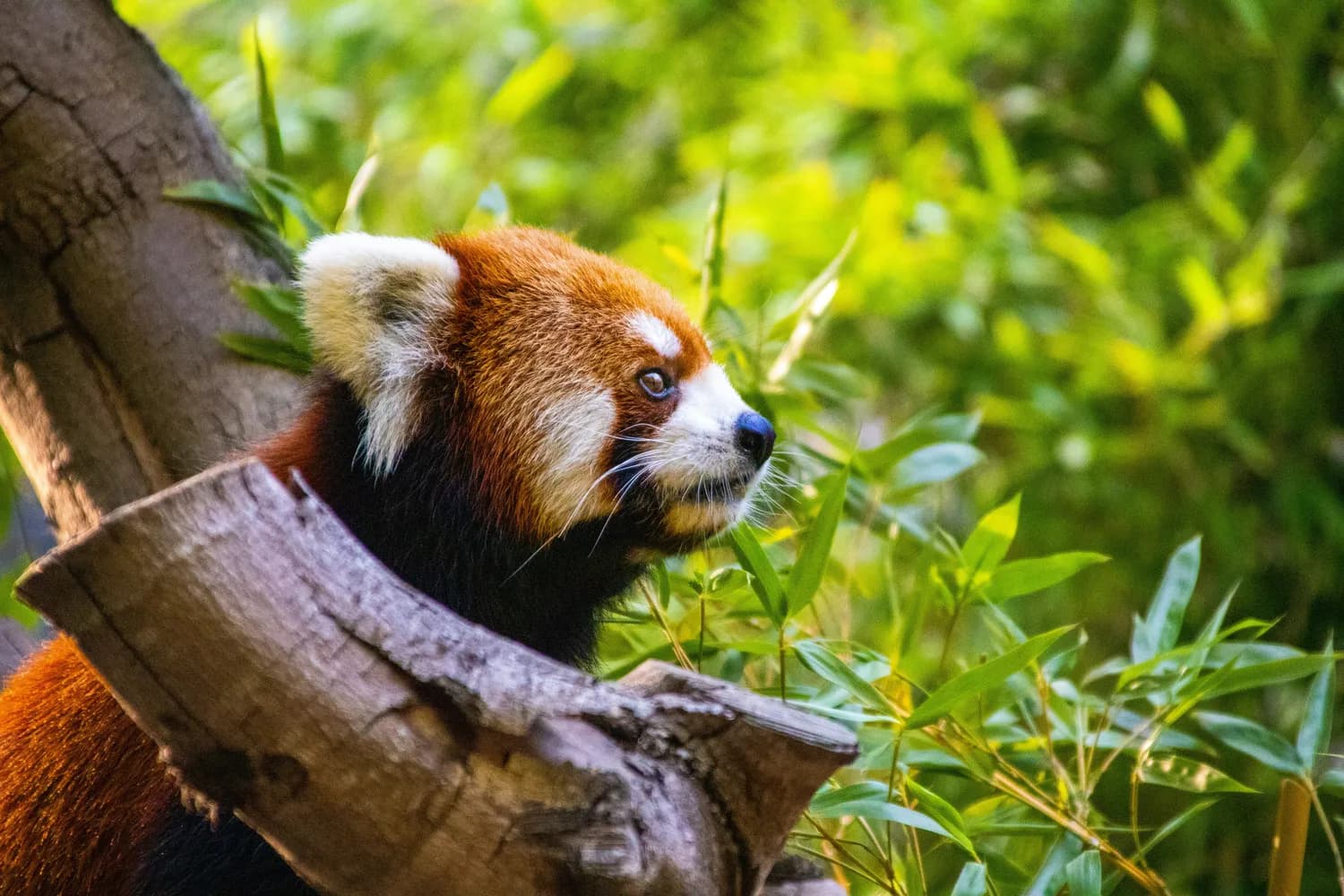 Pandas数据排序完全指南：从基础到实战