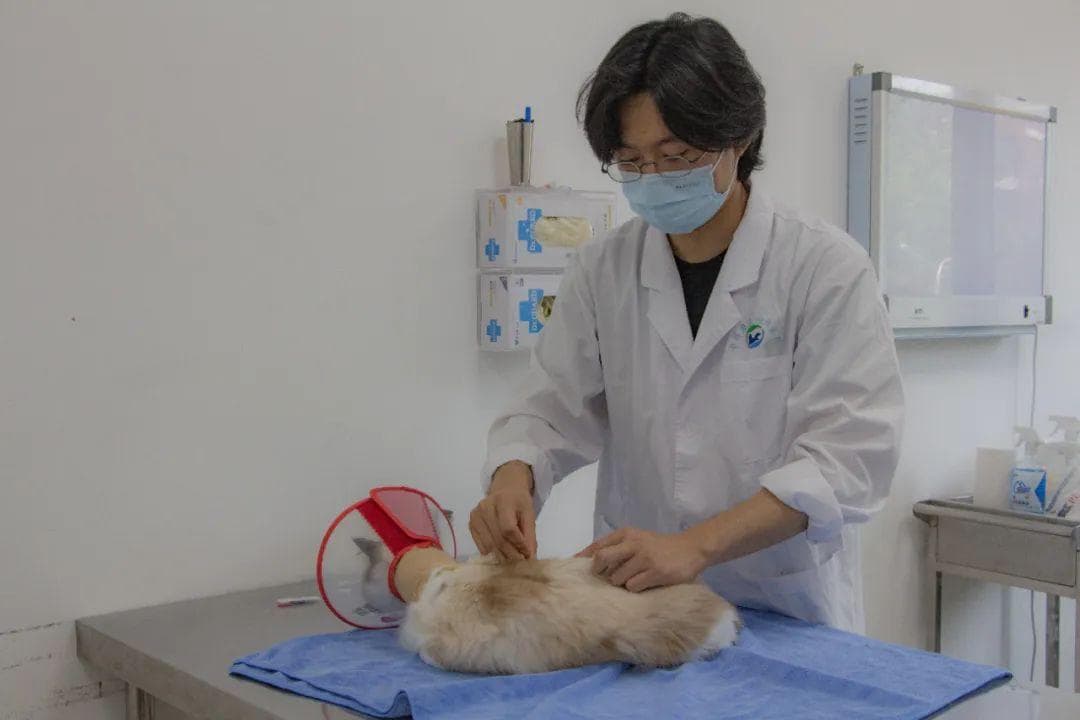 中国农大中兽医：传统针灸中药助力宠物健康管理