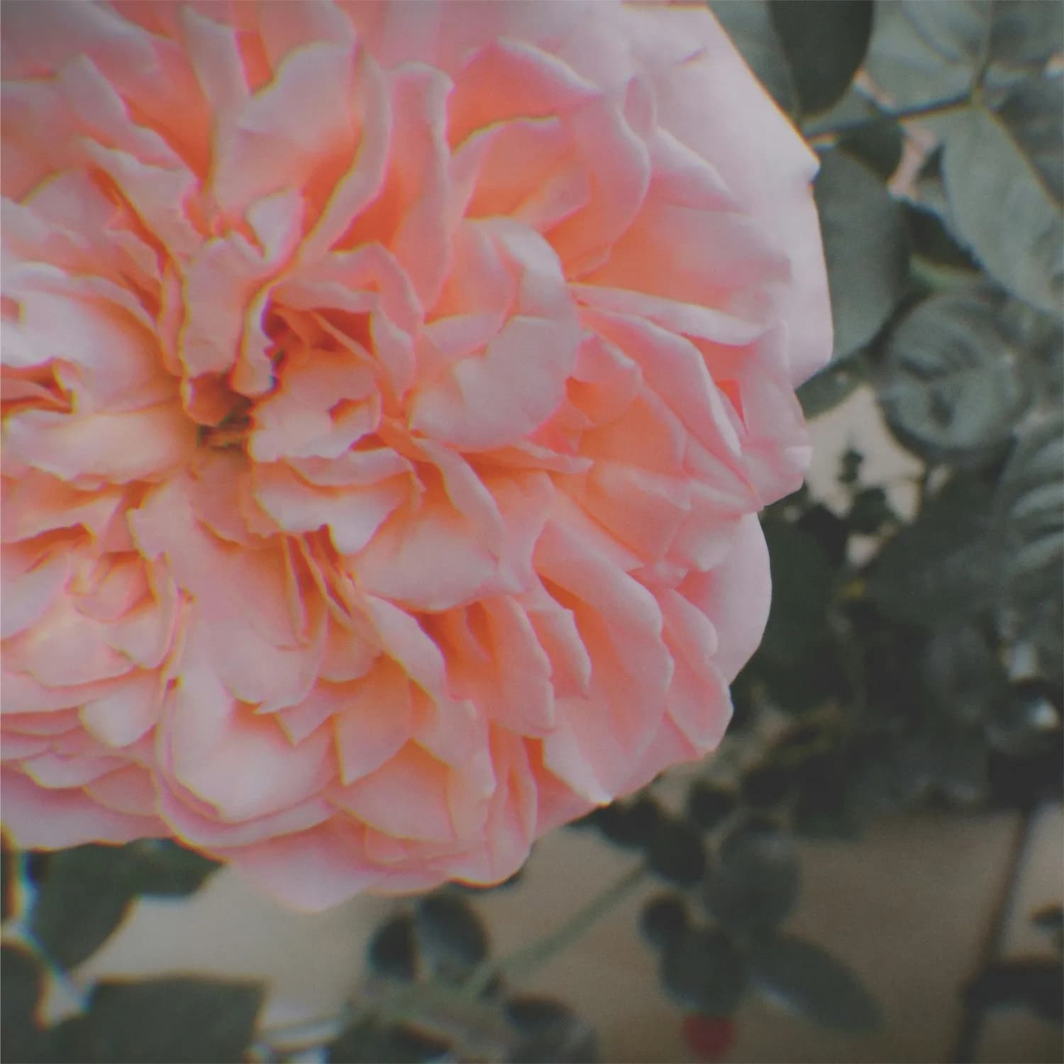中国十大名花之月季：文化与美的传承