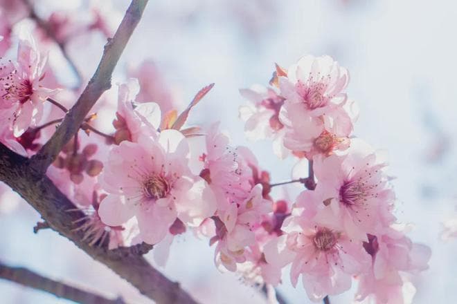 呼和浩特春季赏花全攻略：7种花卉观赏指南及公交路线