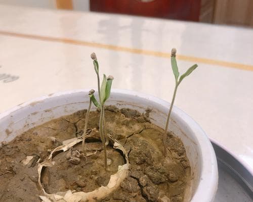 番茄种子发芽需要多长时间？如何加速发芽过程？