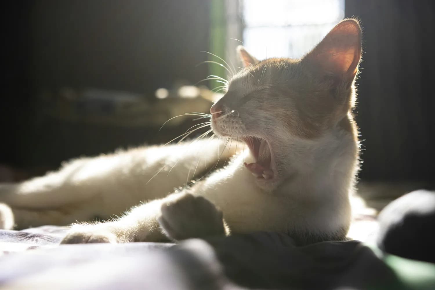 猫咪叫声揭秘：你真的懂TA的需求吗？