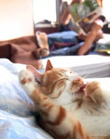 “猫咪陪伴，晚年温馨时光”