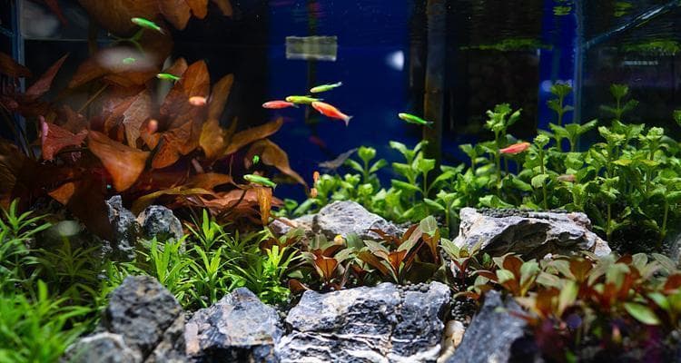 观赏鱼养水的方法及水质保养技巧（适合不同鱼种的养水方法与水质保养要点）