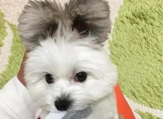 如何科学饲养仓鼠？（以宠物为主的高品质饲养指南）